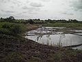 Warga menangkap ikan dalam sawah selama musim pra-panen