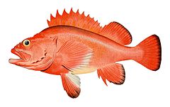 Description de l'image Red rockfish.jpg.