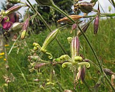 Silene viridiflora