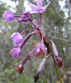 Flowers and fruits at various stages of development