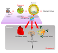 Stem_cells_diagram.png (19 times)