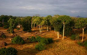 Sterculia appendiculata