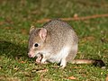 Image 9 Eastern bettong Photo: JJ Harrison The eastern bettong (Bettongia gaimardi) is a marsupial whose natural range includes south-eastern Australia (where it has been extirpated) and the eastern part of Tasmania. Sometimes referred to as a "rat-kangaroo", it is relatively small, rarely exceeding 2 kg (4.4 lb), but will travel up to 1.5 km (0.93 mi) from its nest to find food. More selected pictures