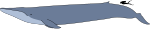 Blue whale size