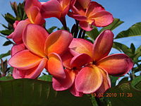 Red frangipani found in Malaysia