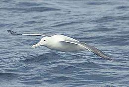 Sudreĝa albatroso