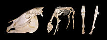 Mounted skeleton of a Grévy's zebra Cranium, complete skeleton, left forefoot frontal, left forefoot side