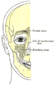 Aperçu des os du visage, montrant la position des sinus aériens.