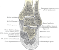 Coronal section through right talocrural and talocalcaneal joints.