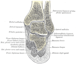 Anatomisk illustration av fotleden och omgivande strukturer, inklusive ben, ligament, muskler och nerver