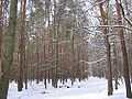 Grunewald en hiver