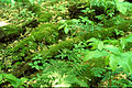 Image 49Downed wood replenishes topsoil as it decays. (from Old-growth forest)