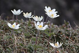 Dedițel (Pulsatilla alpina)