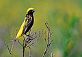 E. a. strictus breeding male, G.Hartlaub, 1857, in the Ethiopian Highlands