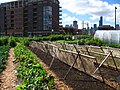 Thumbnail for Urban agriculture