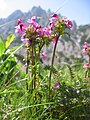 Pedicularis rostratocapitata