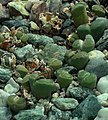 Lithops villetii