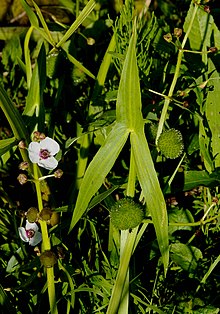 SagittariaSagittifolia.jpg