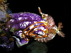 A sea squirt being used as a substrate for a nudibranch's egg spiral.