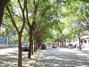 Trees in leaf