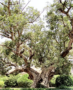 Sikomore (Ficus sycomorus)