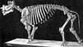 Uintatherium anceps um dinocerado Comprimento: 3–4 m