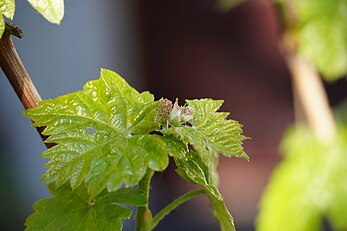 Vitis vinifera flower buds