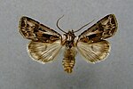 Agrotis vestigialis – Specimen