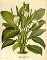 Spathiphyllum floribundum