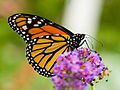 オオカバマダラ Danaus plexippus タテハチョウ科