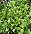 Menthe marocaine, Mentha spicata var.crispa