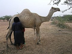 Mulher ordenhando um dromedário.