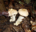 Cantharellus cibarius var. bicolor