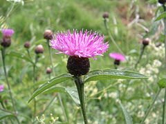 Fleur de Centaurée jacée.