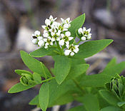 Comandra umbellata