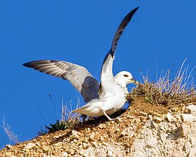 Північний фульмар (Fulmarus glacialis)