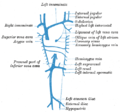 [en→ro]Diagram showing completion of development of the parietal veins.