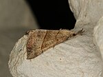 Hypena proboscidalis – seitlich