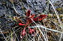 Flower: purple pitcher plant