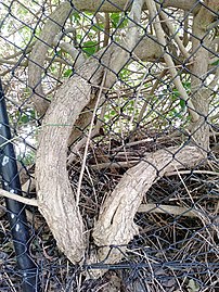 Trunk of an old, large specimen