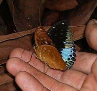 Male - ventral view - Sumatra, Indonesia