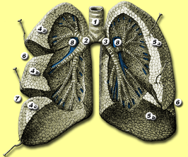 alt=De longen bij de mens 1. luchtpijp (trachea) 2. rechter bronchus 3. linker bronchus 4. rechter long (pulmo dexter): bovenste (4a), middelste (4b) en onderste (4c) longlob 5. linker long (pulmo sinister): bovenste (5a) en onderste (5b) longlob 6. fissura obliqua 7. fissura horizontalis 8. arteria pulmonalis