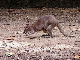 De Bruijnpademelon