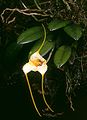 マスデバリア・ストロベリイ Masdevallia strobelii