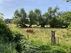 Extensiv beweidete Wiese mit alten Weiden am Brucher Weg