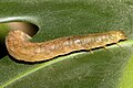 Caterpillar