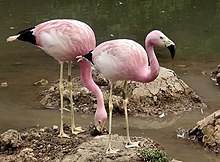 Flamants des Andes (Phoenicoparrus andinus)