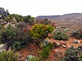 Richtersveld-Nationalpark