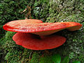 porlingsartig Eichen-Leberreischling Fistulina hepatica