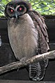 Brown wood-owl (Strix leptogrammica)